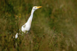 Volavka rusohlavá  ( Bubulcus ibis )