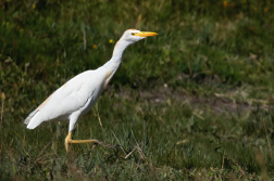 Volavka rusohlavá  ( Bubulcus ibis )