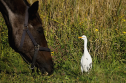 Volavka rusohlavá  ( Bubulcus ibis )