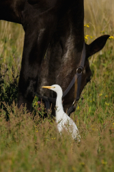 Volavka rusohlavá  ( Bubulcus ibis )