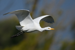 Volavka rusohlavá  ( Bubulcus ibis )