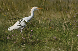 Volavka rusohlavá  ( Bubulcus ibis )