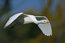 Volavka rusohlavá  ( Bubulcus ibis )