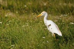Volavka rusohlavá  ( Bubulcus ibis )