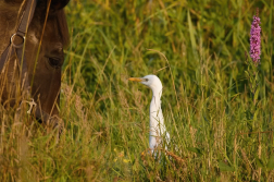 Volavka rusohlavá  ( Bubulcus ibis )