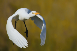Volavka rusohlavá  ( Bubulcus ibis )
