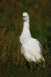 Volavka rusohlavá  ( Bubulcus ibis )
