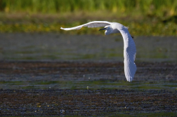 Volavka stříbřitá  ( Egretta garzetta )