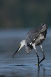 Volavka stříbřitá  ( Egretta garzetta )