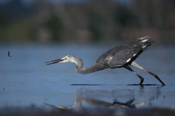 Volavka stříbřitá  ( Egretta garzetta )