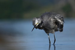Volavka stříbřitá  ( Egretta garzetta )