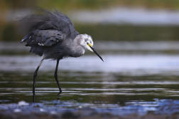 Volavka stříbřitá  ( Egretta garzetta )