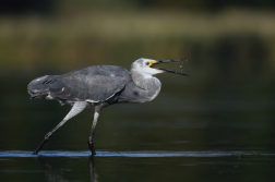 Volavka stříbřitá  ( Egretta garzetta )