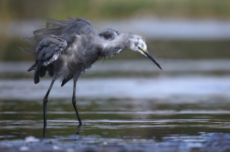 Volavka stříbřitá  ( Egretta garzetta )