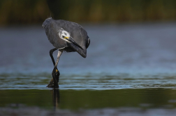 Volavka stříbřitá  ( Egretta garzetta )