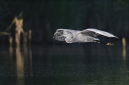 Volavka stříbřitá  ( Egretta garzetta )