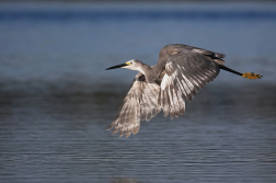 Volavka stříbřitá  ( Egretta garzetta )