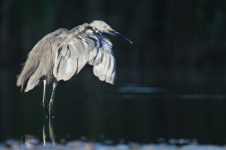 Volavka stříbřitá  ( Egretta garzetta )
