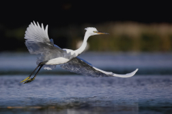 Volavka stříbřitá  ( Egretta garzetta )