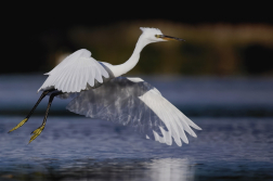 Volavka stříbřitá  ( Egretta garzetta )