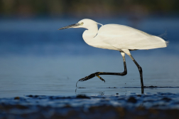 Volavka stříbřitá  ( Egretta garzetta )