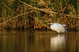 Volavka stříbřitá  ( Egretta garzetta )