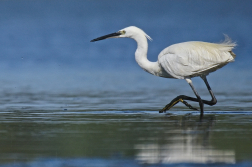 Volavka stříbřitá  ( Egretta garzetta )