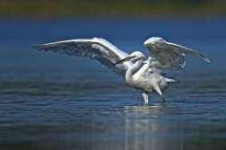 Volavka stříbřitá  ( Egretta garzetta )