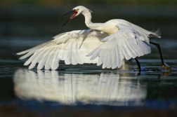 Volavka stříbřitá  ( Egretta garzetta )