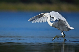 Volavka stříbřitá  ( Egretta garzetta )