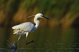 Volavka stříbřitá  ( Egretta garzetta )