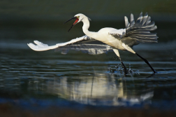 Volavka stříbřitá  ( Egretta garzetta )
