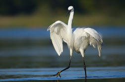 Volavka stříbřitá  ( Egretta garzetta )