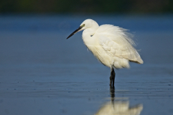 Volavka stříbřitá  ( Egretta garzetta )