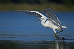 Volavka stříbřitá  ( Egretta garzetta )