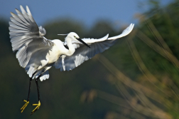 Volavka stříbřitá  ( Egretta garzetta )
