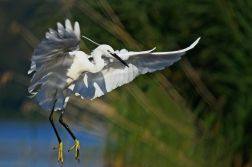 Volavka stříbřitá  ( Egretta garzetta )
