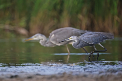 volavka stříbřitá, volavka popelavá