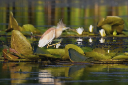 Volavka vlasatá  ( Ardeola ralloides )