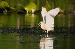 Volavka vlasatá  ( Ardeola ralloides )