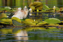 Volavka vlasatá  (Ardeola ralloides )