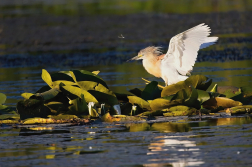 Volavka vlasatá  ( Ardeola ralloides )
