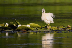 Volavka vlasatá  ( Ardeola ralloides )