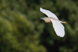 Volavka vlasatá  ( Ardeola ralloides )