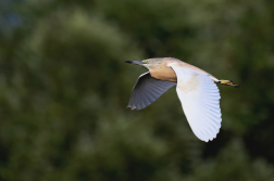 Volavka vlasatá  ( Ardeola ralloides )