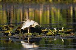 Volvolavka vlasatá  (Ardeola ralloides )