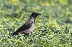 Vrána obecná šedá  ( Corvus corone...