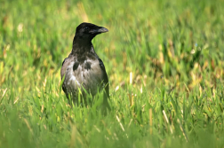Vrána obecná šedá  ( Corvus corone...