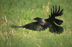 Vrána obecná šedá  ( Corvus corone...