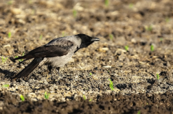 Vrána obecná šedá  ( Corvus corone...